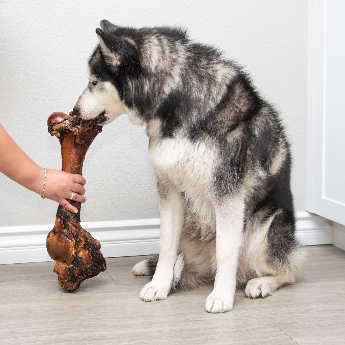 Husky taking a large smoked dinosaur marrow bone from a person’s hand in a bright indoor room