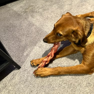 Dog chewing a 12-inch Monster braided bully stick on a carpeted floor