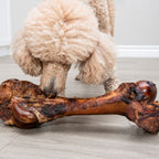Front view of smoked dinosaur bone with visible marrow and charred hickory smoked surface, cream poodle sniffing on gray floor