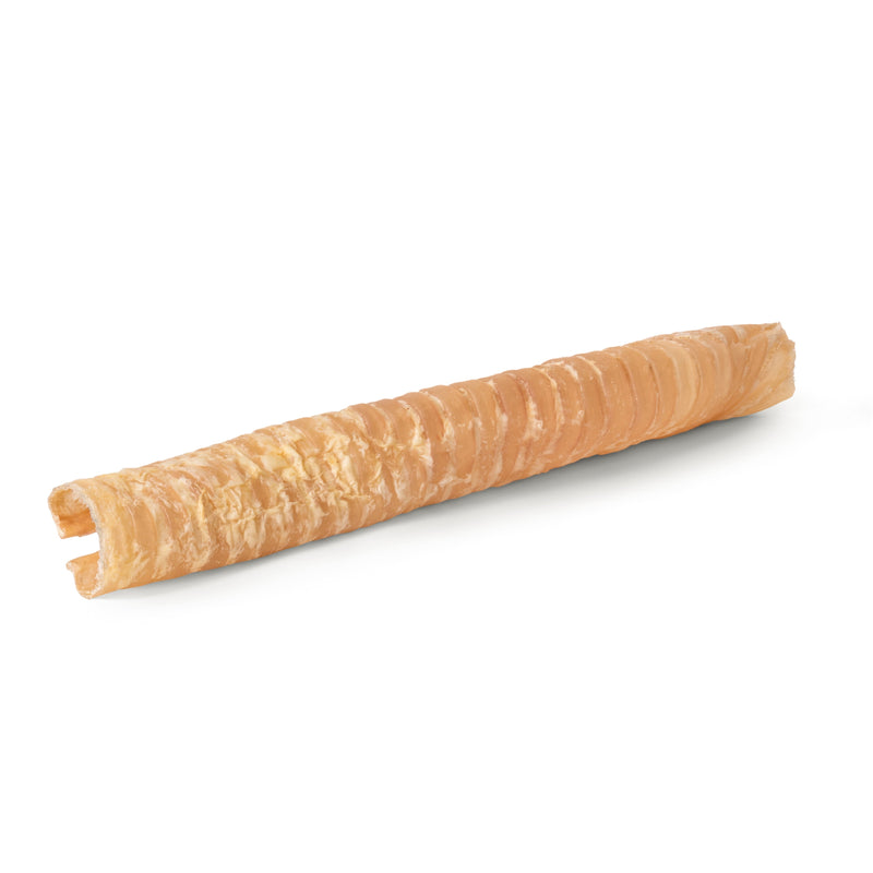 Angled view of 12-inch beef trachea chew showing hollow center and ridged natural texture on white background