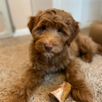 Brown puppy lying on a carpet with a chew bone between its paws