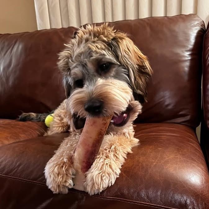 Dog chewing a large treat while sitting on a brown leather couch