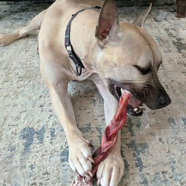 Dog chewing a 12-inch MONSTER braided bully stick on a concrete floor