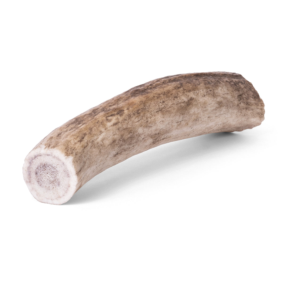 Angled view of a 4-5 inch whole American elk antler showcasing its cut end and curved shape on a white background