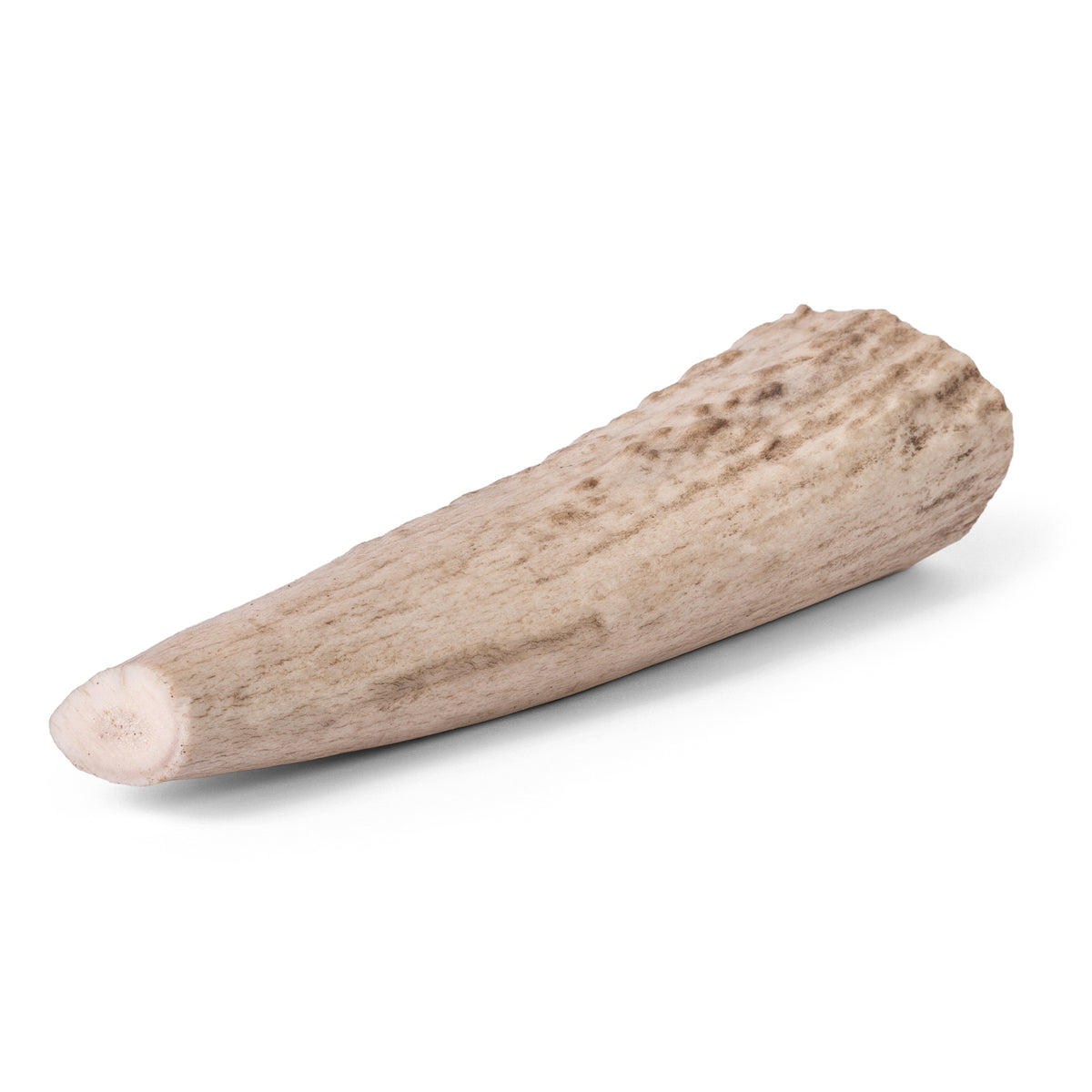 Side view of 6-7 inch whole American elk antler showcasing smooth brown exterior and tapered points on a white background