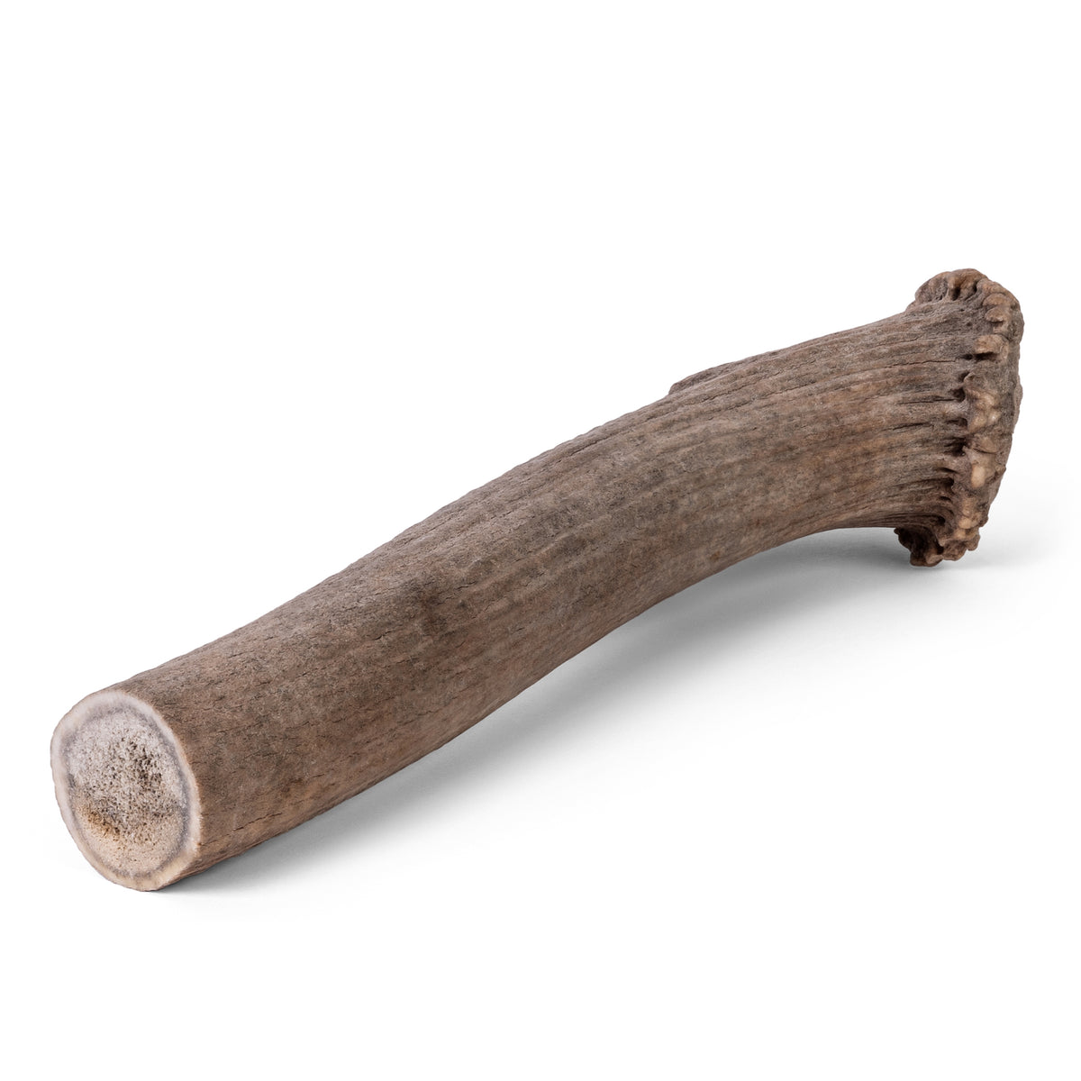 Front view of American Elk antler whole showcasing smooth brown exterior and intact tip on white background