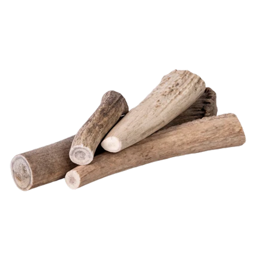 American Elk Antlers