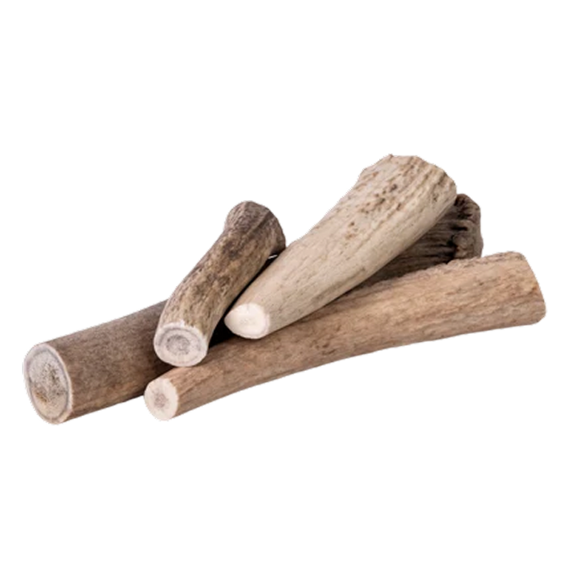 American Elk Antlers