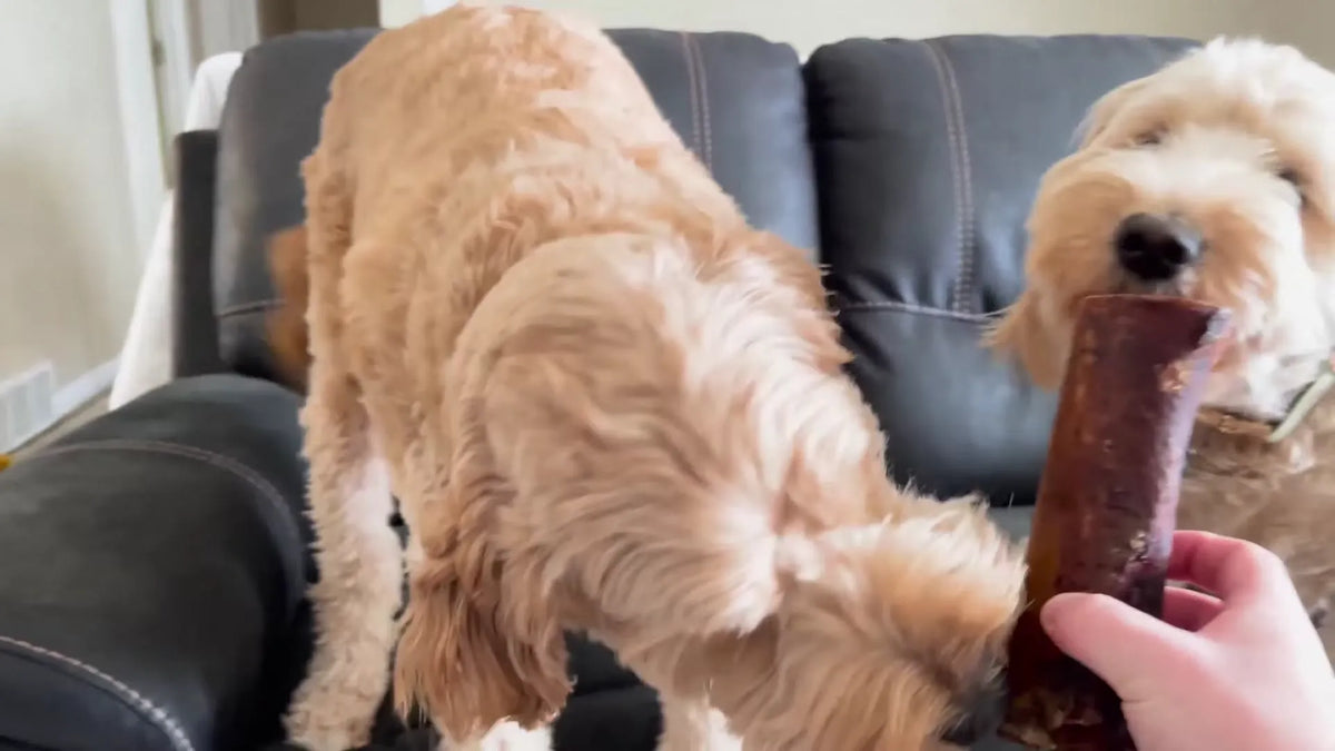 Two dogs eagerly sniff a large smoked treat on a couch