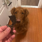 Beef Liver