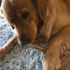 Golden dog chewing a treat while lying on a gray rug