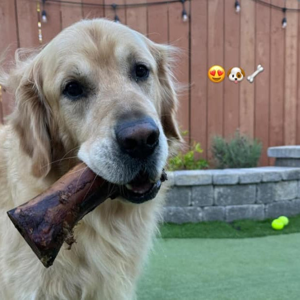 Golden retriever holding a smoked beef marrow bone in its mouth in a backyard with a stone planter and wood fence