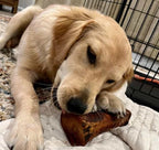 Close-up of Labrador chewing a smoked beef marrow bone
