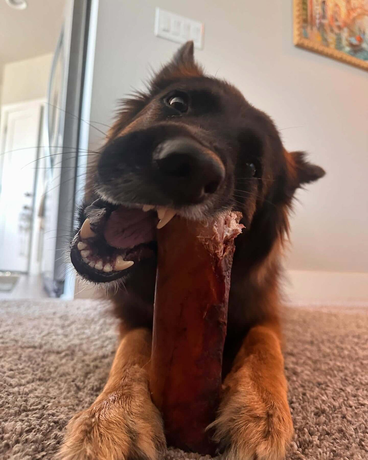 Dog chewing a large beef marrow bone on a carpeted floor